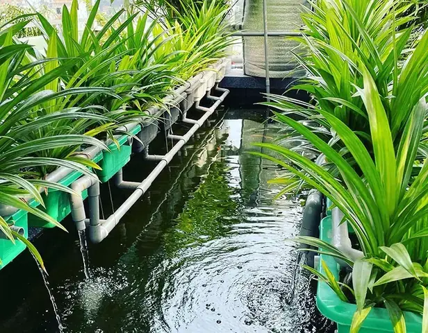 Nên Nuôi Cá Gì Trên Sân Thượng