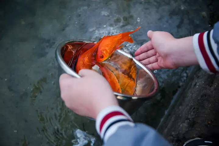 Nên Thả Cá Chép Ở Đâu