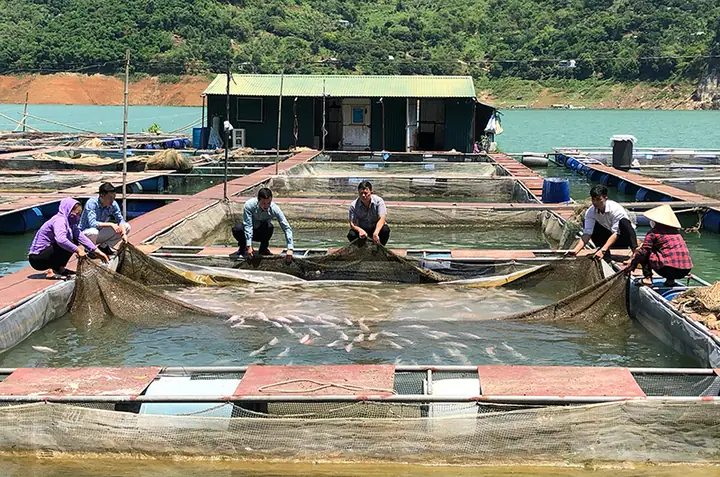 Nghề Nuôi Cá Nước Ngọt