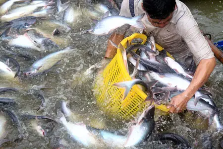 Nghề Nuôi Cá Tra Nghề Nuôi Cá Tra