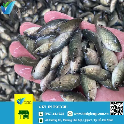 Nguồn Gốc Cá Rô Đầu Vuông