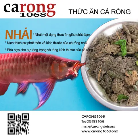 Nhái Cho Cá Rồng Nhái Cho Cá Rồng