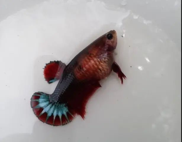 Nhận Biết Cá Betta Mái Sắp Đẻ