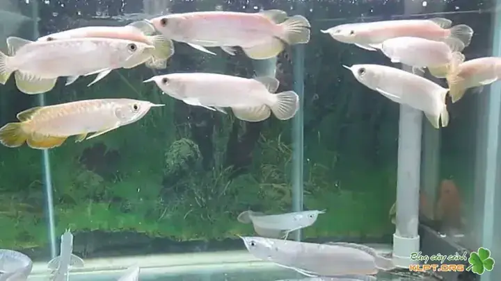 Nhiệt Độ Cho Cá Rồng