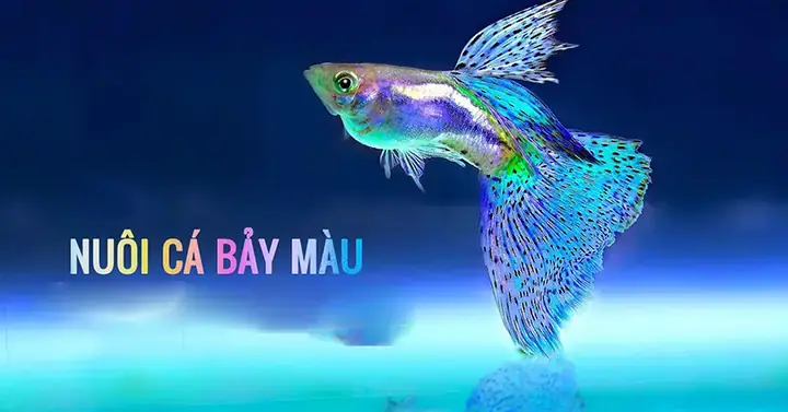 Nhiệt Độ Nuôi Cá Bảy Màu Nhiệt Độ Nuôi Cá Bảy Màu
