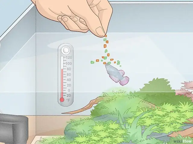 Nhiệt Độ Nuôi Cá Betta Nhiệt Độ Nuôi Cá Betta