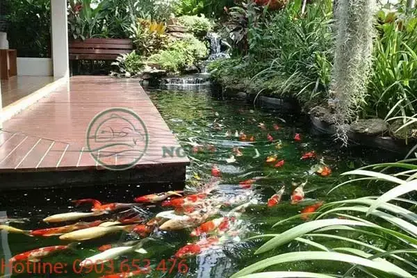 Nồng Độ Muối Hồ Cá Koi