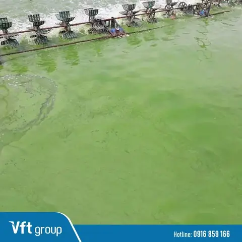 Nước Ao Nuôi Cá Có Màu Xanh