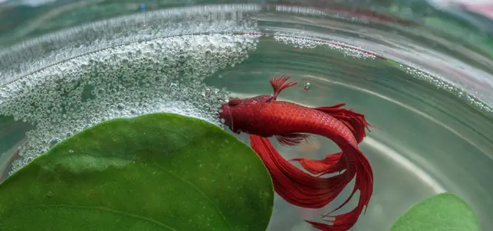 Nước Bể Cá Có Bọt