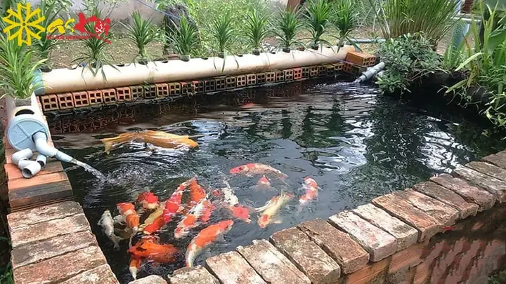 Nước Hồ Cá Koi Có Mùi Tanh
