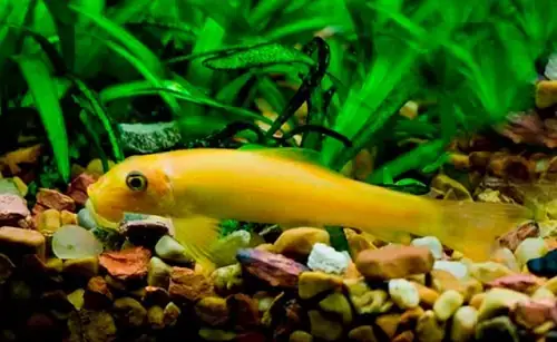 Nước Hồ Cá Rồng Bị Xanh