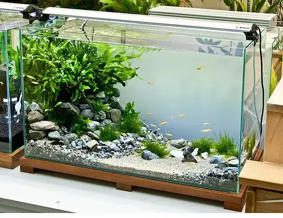 Nước Máy Để Bao Lâu Thì Nuôi Cá Được