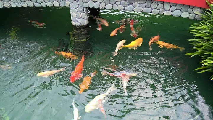 Nước Nuôi Cá Koi