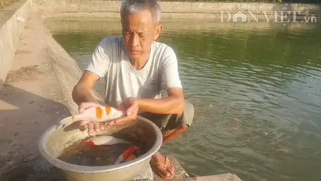 Nuôi Baba Chung Với Cá Cảnh Nuôi Baba Chung Với Cá Cảnh