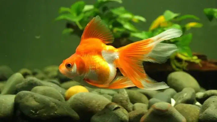 Nuôi Bao Nhiêu Cá Hợp Phong Thủy Nuôi Bao Nhiêu Cá Hợp Phong Thủy