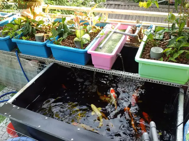 Nuôi Cá Ăn Tại Nhà
