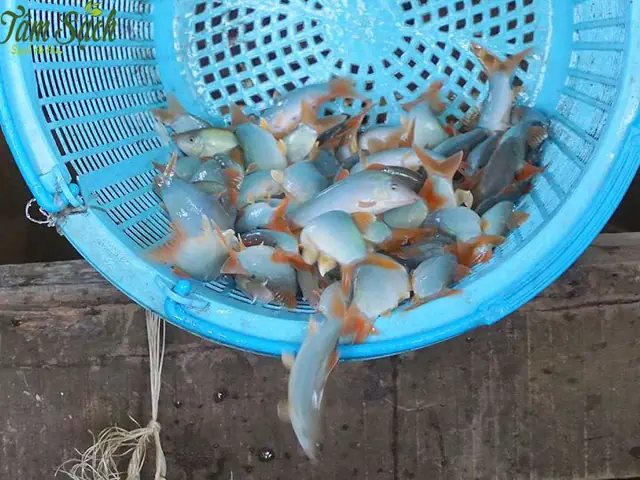 Nuôi Cá Ăn Thịt Nuôi Cá Ăn Thịt