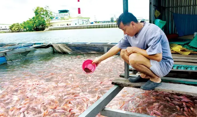 Nuôi Cá Ăn Thịt Tại Nhà Nuôi Cá Ăn Thịt Tại Nhà