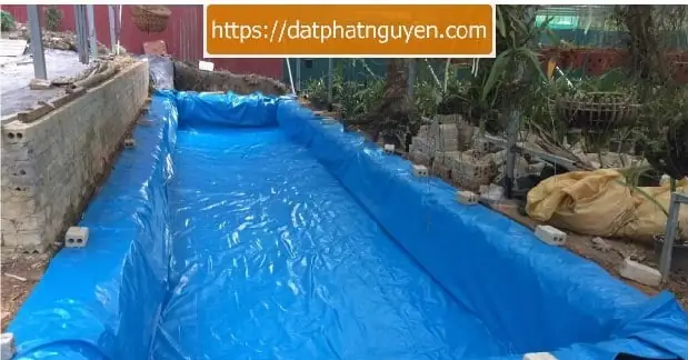 Nuôi Cá Bằng Bạt
