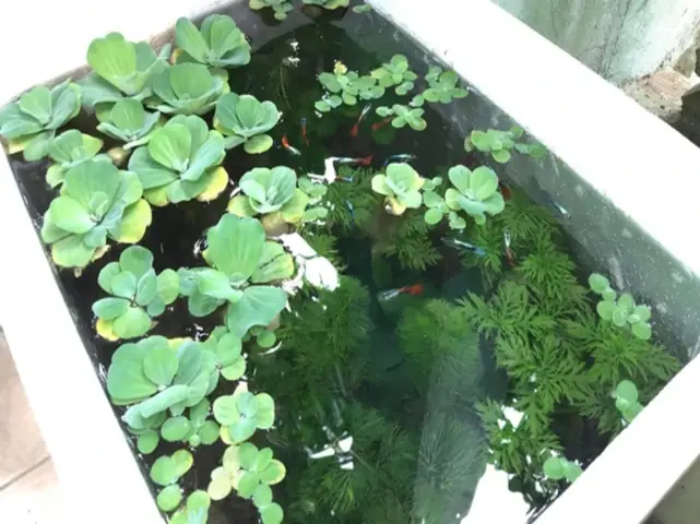 Nuôi Cá Bằng Thùng Xốp