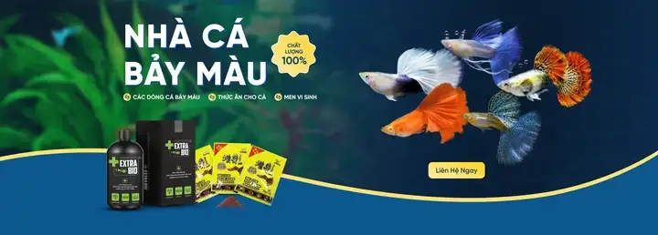 Nuôi Cá Bảy Màu Trong Nhà
