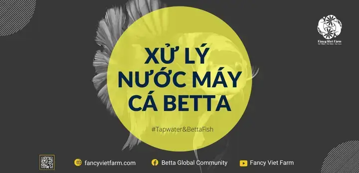 Nuôi Cá Betta Bằng Nước Máy