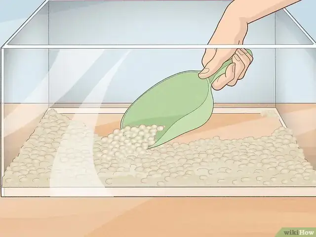 Nuôi Cá Betta Ngoài Trời Nuôi Cá Betta Ngoài Trời