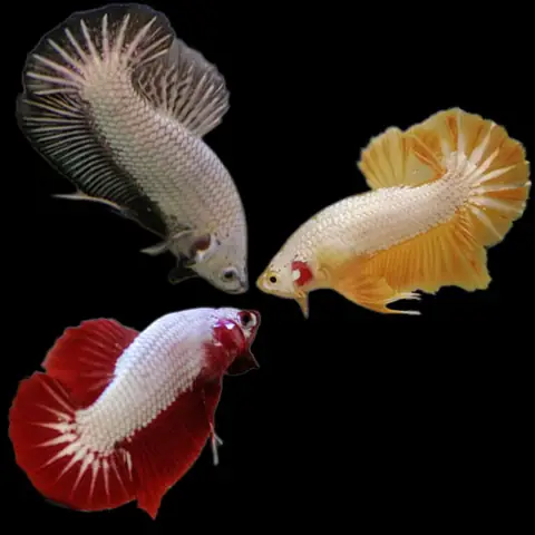 Nuôi Cá Betta Phong Thủy Nuôi Cá Betta Phong Thủy