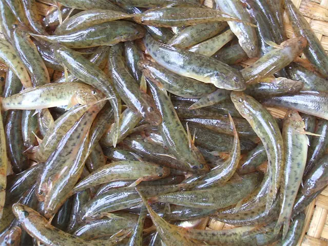 Nuôi Cá Bống Cát