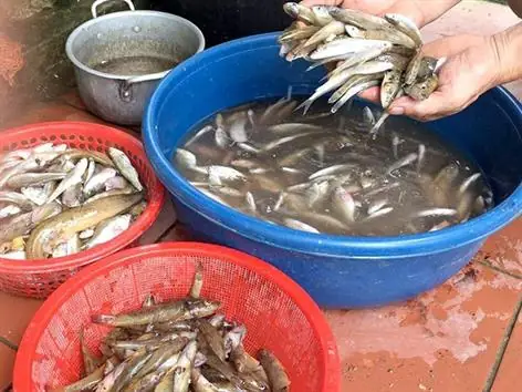 Nuôi Cá Bống Suối Nuôi Cá Bống Suối