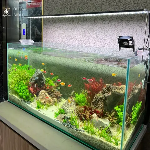 Nuôi Cá Cánh Buồm