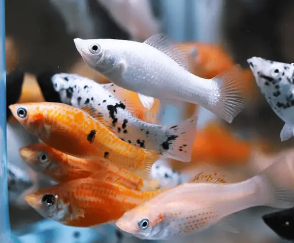 Nuôi Cá Cảnh Đẻ Nuôi Cá Cảnh Đẻ