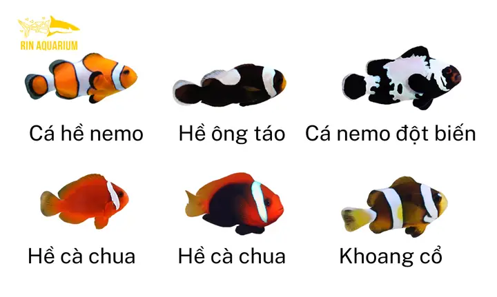 Nuôi Cá Cảnh Tiếng Anh Là Gì