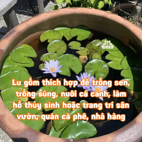 Nuôi Cá Cảnh Trong Lu