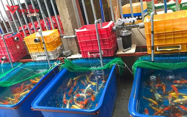 Nuôi Cá Cảnh Trong Thùng Nhựa