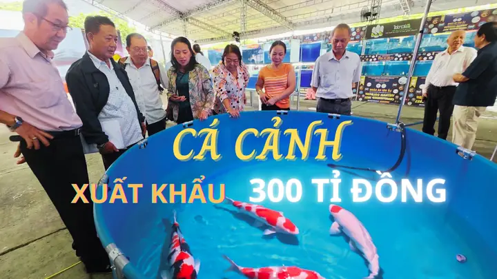 Nuôi Cá Cảnh Xuất Khẩu