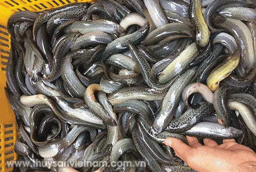 Nuôi Cá Chạch Quế