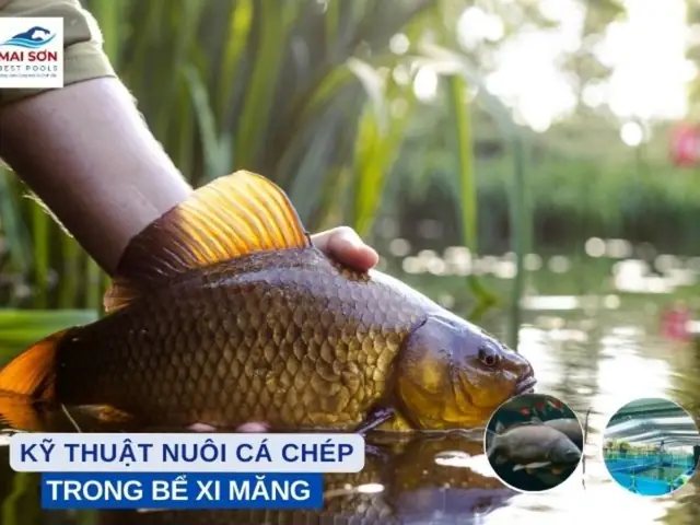 Nuôi Cá Chép Trong Bể Nuôi Cá Chép Trong Bể