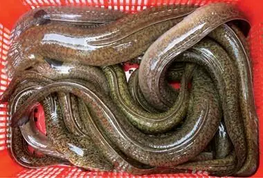 Nuôi Cá Chình Bể Xi Măng