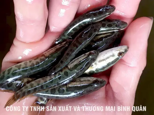 Nuôi Cá Cho Ăn Gì