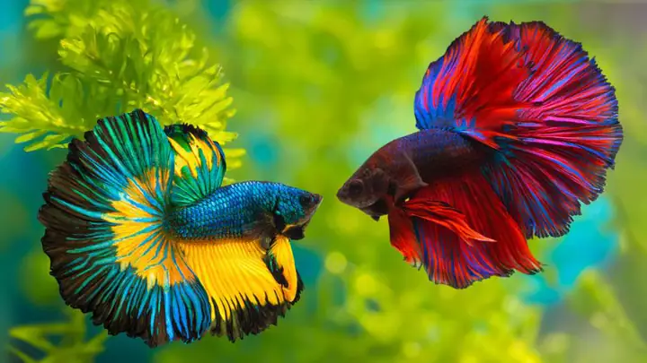 Nuôi Cá Chọi Cảnh Nuôi Cá Chọi Cảnh