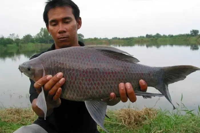 Nuôi Cá Ét Mọi
