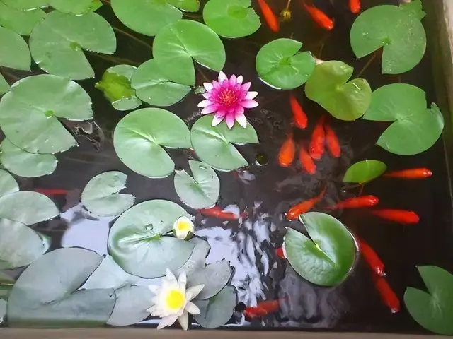 Nuôi Cá Gì Trong Hồ Sen