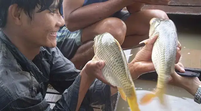Nuôi Cá Gì Trong Mương Vườn