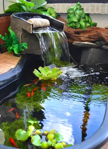 Nuôi Cá Kiểng Trong Nhà