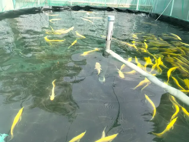 Nuôi Cá Koi Cần Những Gì Nuôi Cá Koi Cần Những Gì