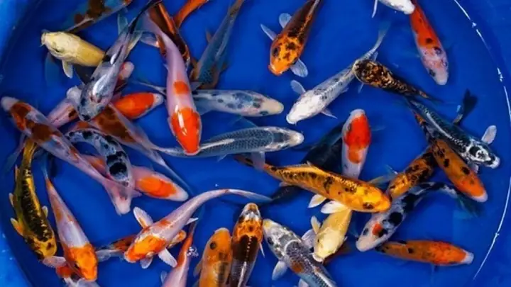 Nuôi Cá Koi Mini Nuôi Cá Koi Mini