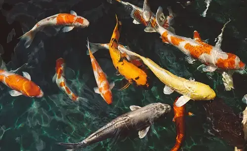 Nuôi Cá Koi Mùa Đông