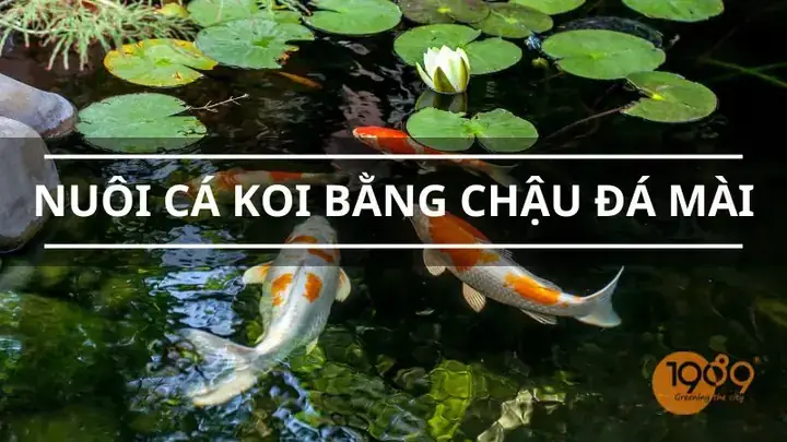 Nuôi Cá Koi Trong Chậu Nuôi Cá Koi Trong Chậu