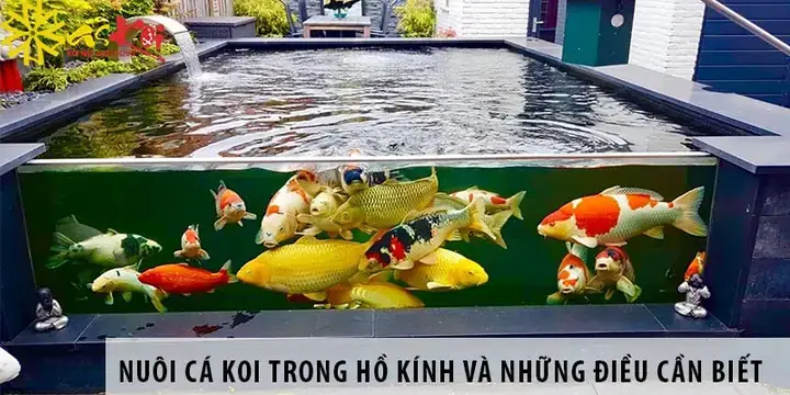 Nuôi Cá Koi Trong Chậu Cây Nuôi Cá Koi Trong Chậu Cây